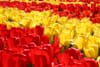 red-yellow tulips