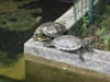 Turtles in botanic garden
