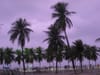 purple sky and palmtrees