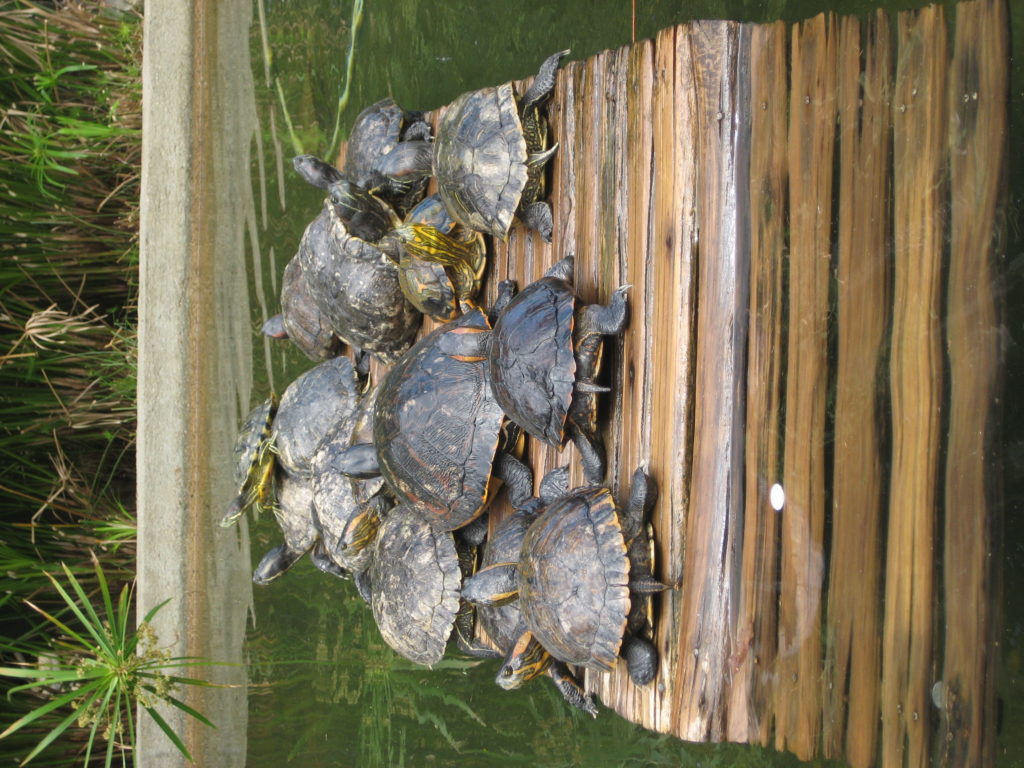 Turtles at Rio botanical garden