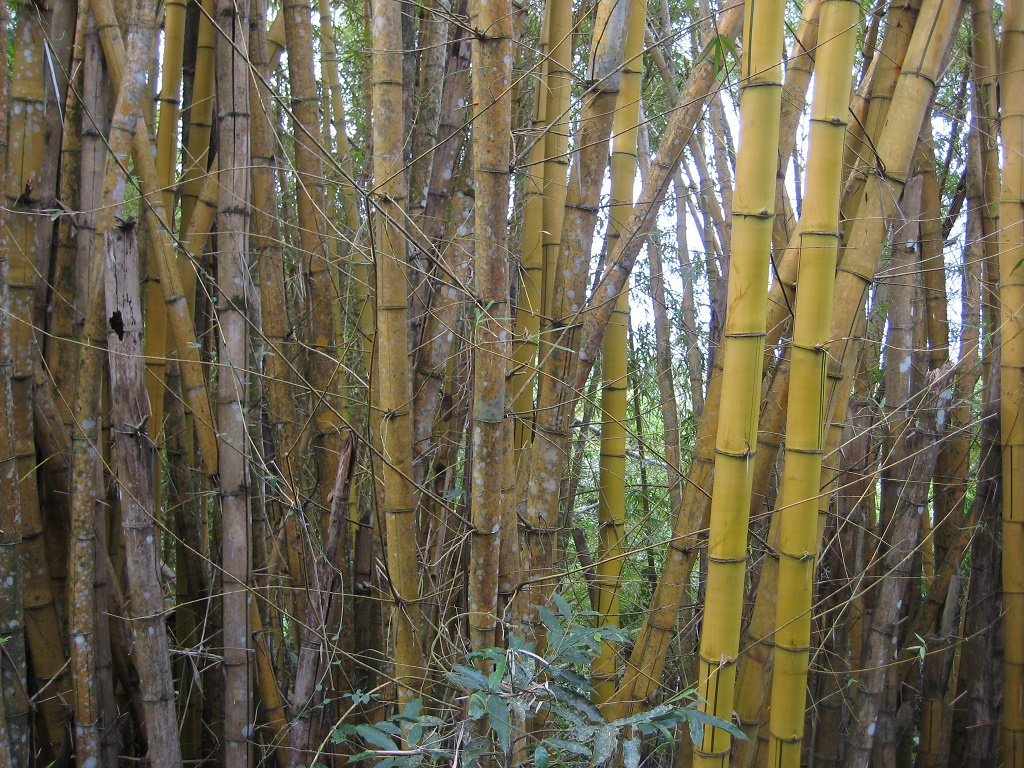 Local bamboo